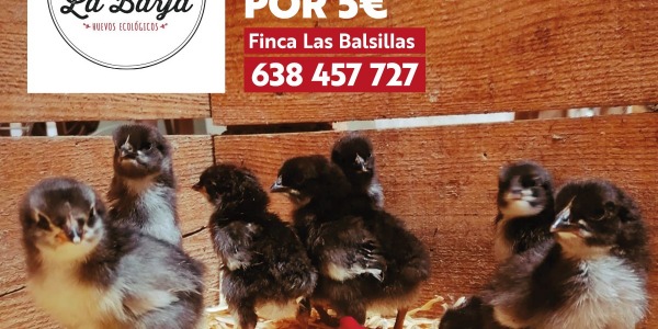 Ven a ver los pollitos de Granja La Barja, en Tomelloso
